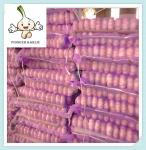 Buy cheap Chinese Natural Fresh Garlic Shandong Garlic in 10kg Box (Mesh Bag Inside) from wholesalers
