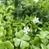 Buy cheap PE Artificial Grass Walls Panels 45mm Hedge PP Woven For Decoration from wholesalers