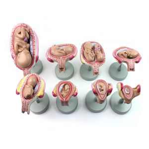 Buy cheap 11kgs 33cm Fetal Development Models For Medical Education from wholesalers