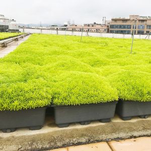 Buy cheap Garden Potential Black Green Roof Tray Functional And Versatile from wholesalers
