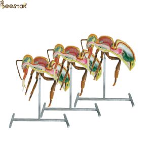 Buy cheap Apiculture Tools Beekeeping Equipment 60cm 110cm Height bee anatomy model from wholesalers