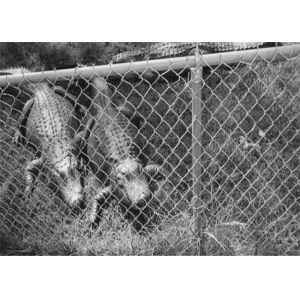 Buy cheap Easy To Install 4mm 4m Length Galvanized Chain Link Fence from wholesalers