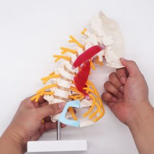 Buy cheap Nerves Lumbar Cervical Vertebra Model For Study Display Teaching from wholesalers