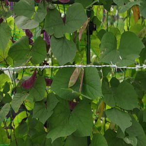 Double-strand Positive and Negative Twisting Barbed Wire with ISO9001 2008