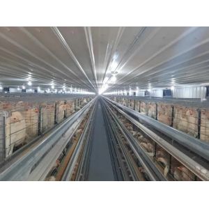 Buy cheap "Fully Customizable Light-Gauge Steel Prefabricated Chicken Poultry Shed: Engineered for Durability, Climate Adaptability and Efficient Farming in from wholesalers