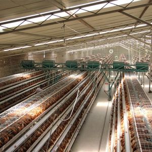 Buy cheap Battery Power Layer Chicken Cage With Belt / Scraper Manure Removal System from wholesalers