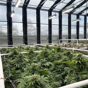 Buy cheap Automatic LED Grow Light Dep System Large Polycarbonate Greenhouse from wholesalers