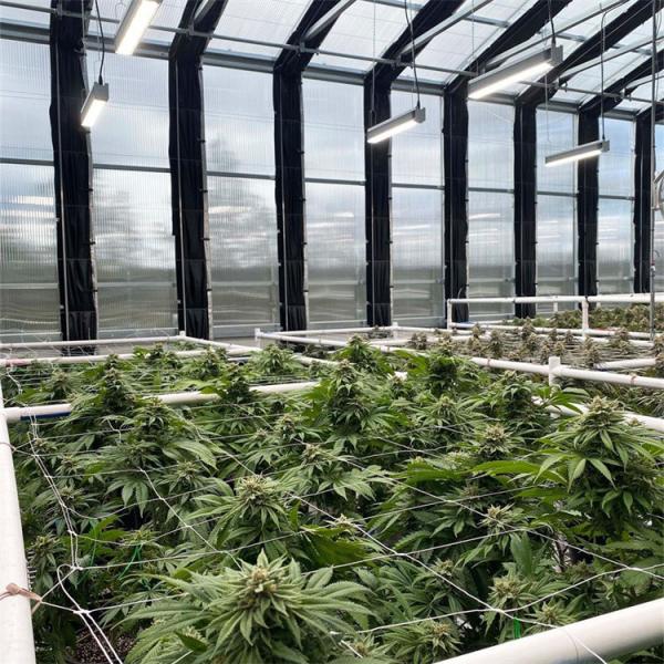 Quality Polymethine Inflatable Automated Light Dep Greenhouse With Rolling Blackout for sale