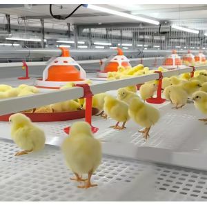 Buy cheap Customized Plastic Broiler Cage Equipment Automatic Poultry Breeding Equipment from wholesalers