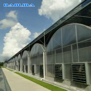 Buy cheap Multi Span Vegetable Animal Flower Growing Agriculture Polycarbonate Sheet Greenhouse from wholesalers