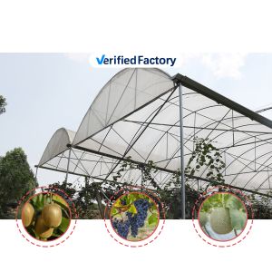 Buy cheap Multi-Span Rain Shelter Greenhouse with PE Film Covering and Hot Galvanized Steel Frame in Customizable Sizes from wholesalers