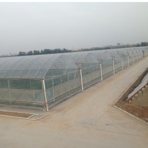 Buy cheap Durable Tomato Greenhouse Agriculture Plastic Film with Cooling and Heating Features from wholesalers
