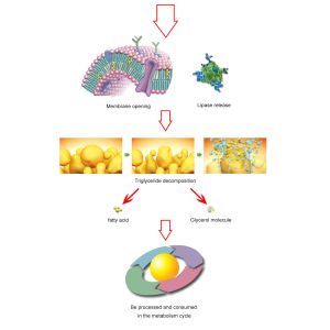 Buy cheap Muscle Message 635nm 660nm 850nm LED Red Light Therapy Beds For Chiropractic Use from wholesalers