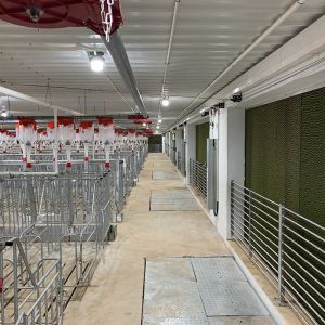 Buy cheap 2.5mm tube Sow Raising Pig Gestation Crate from wholesalers