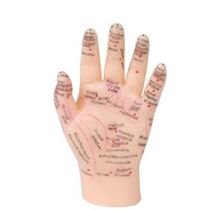 Buy cheap 13cm Hand Acupuncture Point Model Chinese Acupuncture Teaching Model PVC from wholesalers