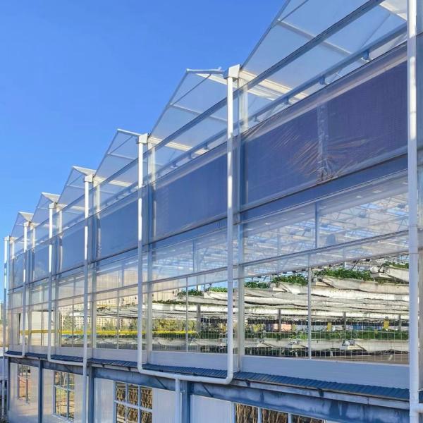 Buy cheap Glass Greenhouse Hydroponic Vegetable System for Maximum Water Efficiency from wholesalers