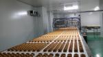 Buy cheap Straight Endless Belt Multi Layer Cooling Food Industry Conveyors from wholesalers