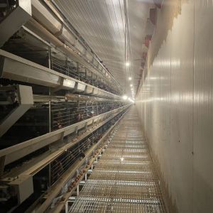 Buy cheap Standard Layer Chicken Cage for Optimal Space Utilization and Durable Poultry Rearing from wholesalers