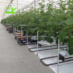 China Hydroponic Farming Agriculture Greenhouse with 8m Wide Span and Transparent Design on sale