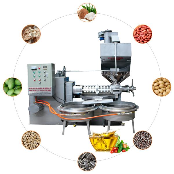 Quality Straight Row Squeezer 300kg/H Screw Oil Press Machine for sale