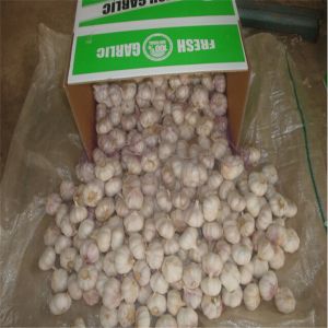 Buy cheap FRESH GARLIC WITH CARTON PACKAGE from wholesalers
