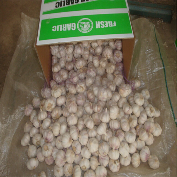 FRESH GARLIC WITH CARTON PACKAGE