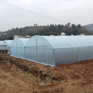 Buy cheap Agriculture Plastic Film Multi Span Greenhouse Tomato Strawberry Hydroponic from wholesalers
