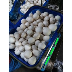 Buy cheap Europe stand 2 pallets vacuum cooling machine for mushrooms farm from wholesalers