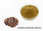 Buy cheap Strengthen Physique Brown Yellow Coriolus Versicolor Extract Powder from wholesalers