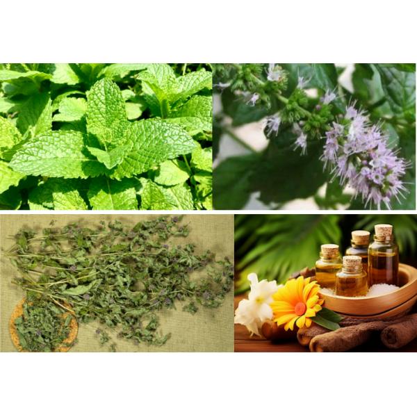 Fragrances Oil Materials Spearmint Fragrance Base Spearmint Accord