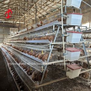 Hot Deep Galvanized Broiler Cage System 25 Years Lifespan For Chicken Rearing
