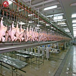 Buy cheap Halal Poultry Automatic Abattoir Chicken Slaughtering Processing Scalding Plucking Machine from wholesalers