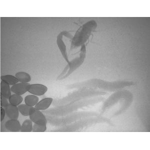 Portable Baggage Screening Equipment / X Ray Security Systems For Bomb