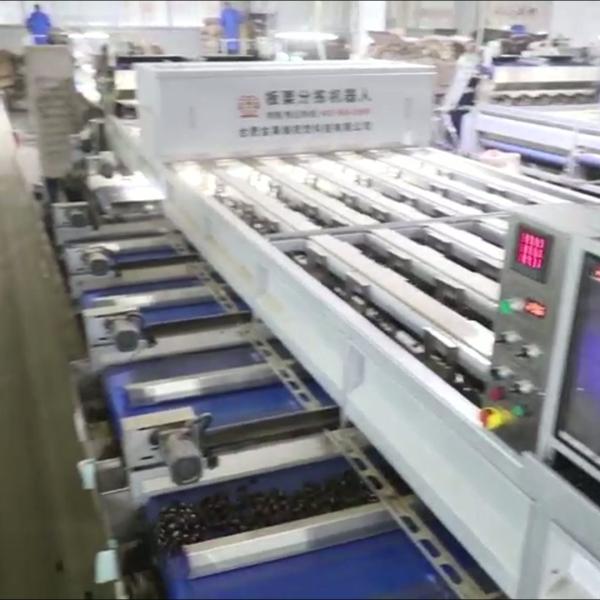 Buy cheap Optimize Your Output with Our High Capacity, AI Powered Chestnut Sorting Machine, Featuring 8 Lanes + 8 Outlets and Made from Durable 304 Stainless from wholesalers