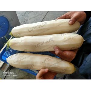 Buy cheap Big Root Vegetable Daikon Radish Mooli Skin Knife Peeling Machine 0.75kw from wholesalers