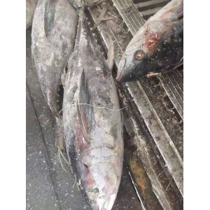 Buy cheap Tongzhonghe Seafrozen Whole Yellowfin Tuna 20kg up  For Canned from wholesalers