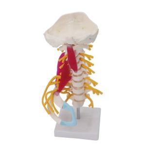 Buy cheap Nerves Lumbar Cervical Vertebra Model For Study Display Teaching from wholesalers