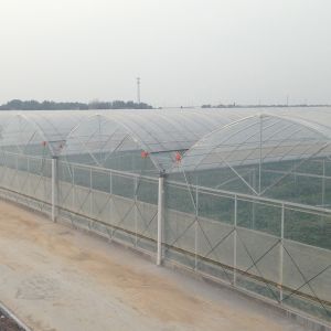 Buy cheap Multi Span Polytene Film Agricultural Greenhouse with Automatic Controlling System from wholesalers