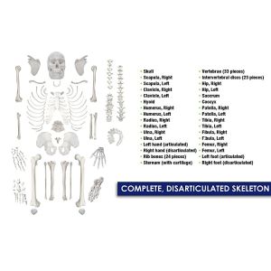 Scientific Life Size Disarticulated 180cm Human Skeleton Model