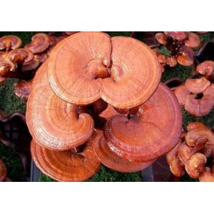 Buy cheap high quality Ganoderma lucidum Extract/ Reishi Extract/Reishi Mushroom Extract from wholesalers