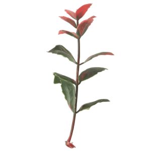 Buy cheap Outdoor Artificial Plant Panel Walls Decorative G717 25mm Dustproof PP from wholesalers