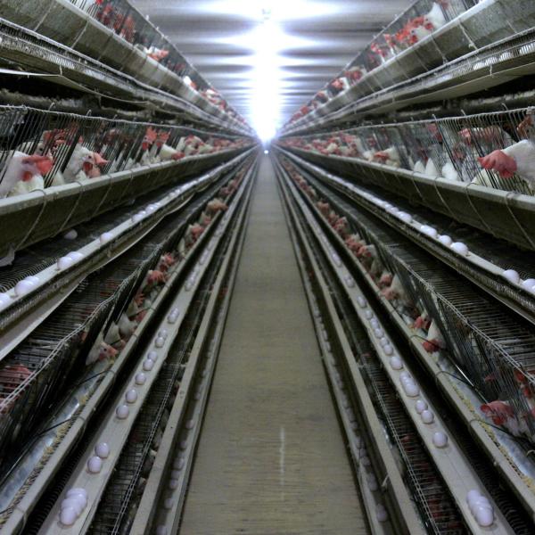 Buy cheap 3 Tiers Hot Dipped Galvanized Chicken Cage With Automatic Feed from wholesalers