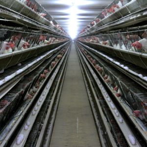 Buy cheap 3 Tiers Hot Dipped Galvanized Chicken Cage With Automatic Feed from wholesalers