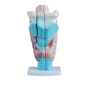 Buy cheap Anatomical Pvc Simulation Magnified 3pcs Human Larynx Model from wholesalers