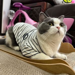 Buy cheap Waterproof Microfiber Cat Clothes Breathable Fabric Machine Washable from wholesalers