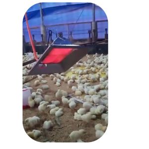 Buy cheap Chicken Farm Poultry Brooder Heater 4 model For Pig Chick Shed Safty from wholesalers