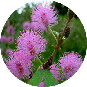 Buy cheap Finely Shredded Mimosa Extract Mimoside Sensitiveplant Herb Extract from wholesalers