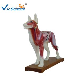 Buy cheap 66x64x35cm Animal Acupuncture Model from wholesalers