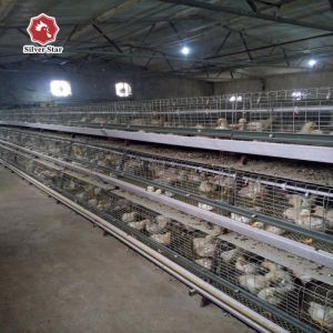 Buy cheap One Day Old Baby Chick Cage With Full Automatic System from wholesalers