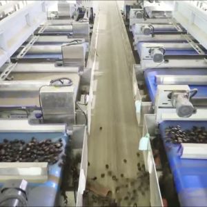 Buy cheap Multi-Lane Sorting AI Powered 3.3 Tons/Hour Chestnut Sorting Machine With 6-8 Lanes 8 Outlets from wholesalers